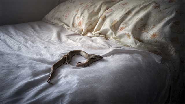 Nằm mơ thấy rắn chết trên giường