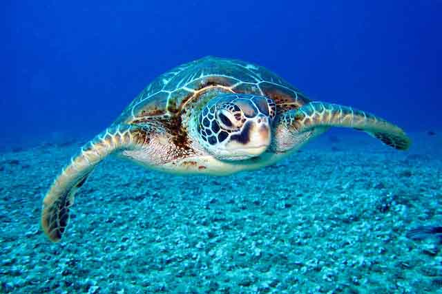 Nằm mơ thấy rùa biển