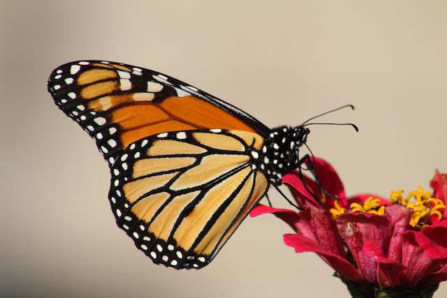 Ý nghĩa tâm linh của loài bướm