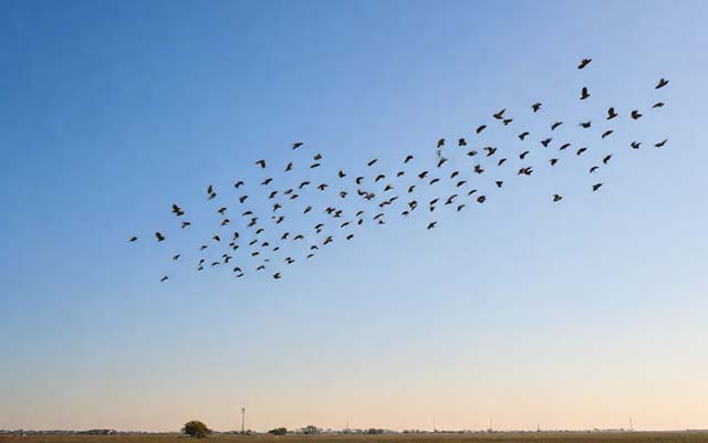 Chim phong thủy - Biểu tượng 100 con chim