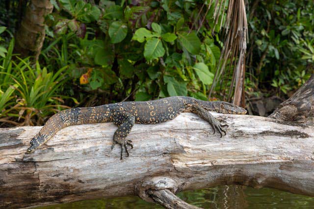 Mơ thấy Komodo