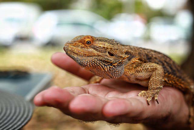 Pogona